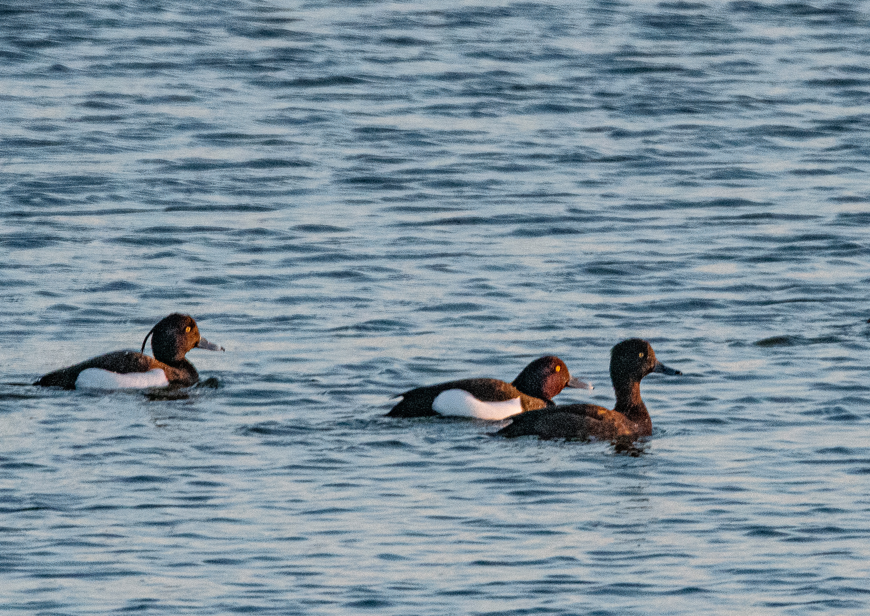 Fuligules morillon (Tufted duck, Aythya fuligula), adultes nuptiaux, Réserve Naturelle de Mont Bernanchon, Hauts de France. 